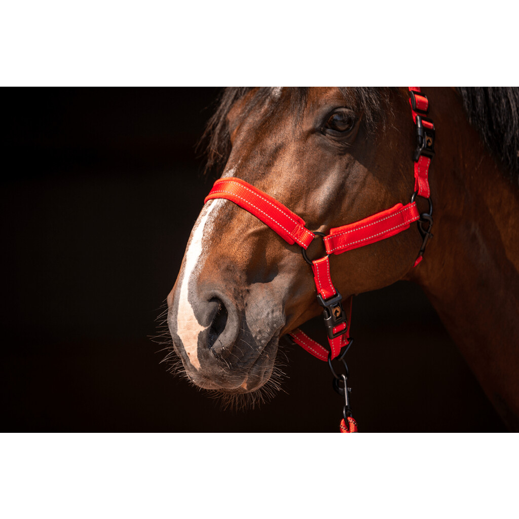 Kantaras, Excellent Supreme, kantaras kumeliukui, žirgui, poniui, raudonas